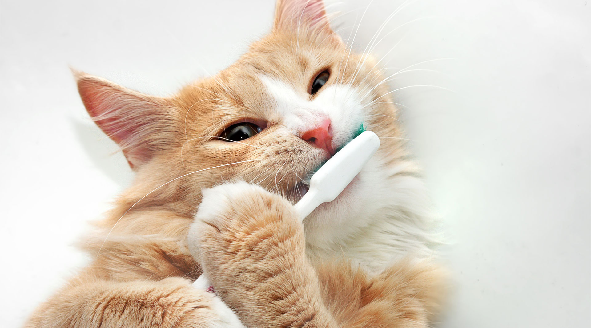Pet Dental Cleanings Bristol, NH Bristol Veterinary Hospital