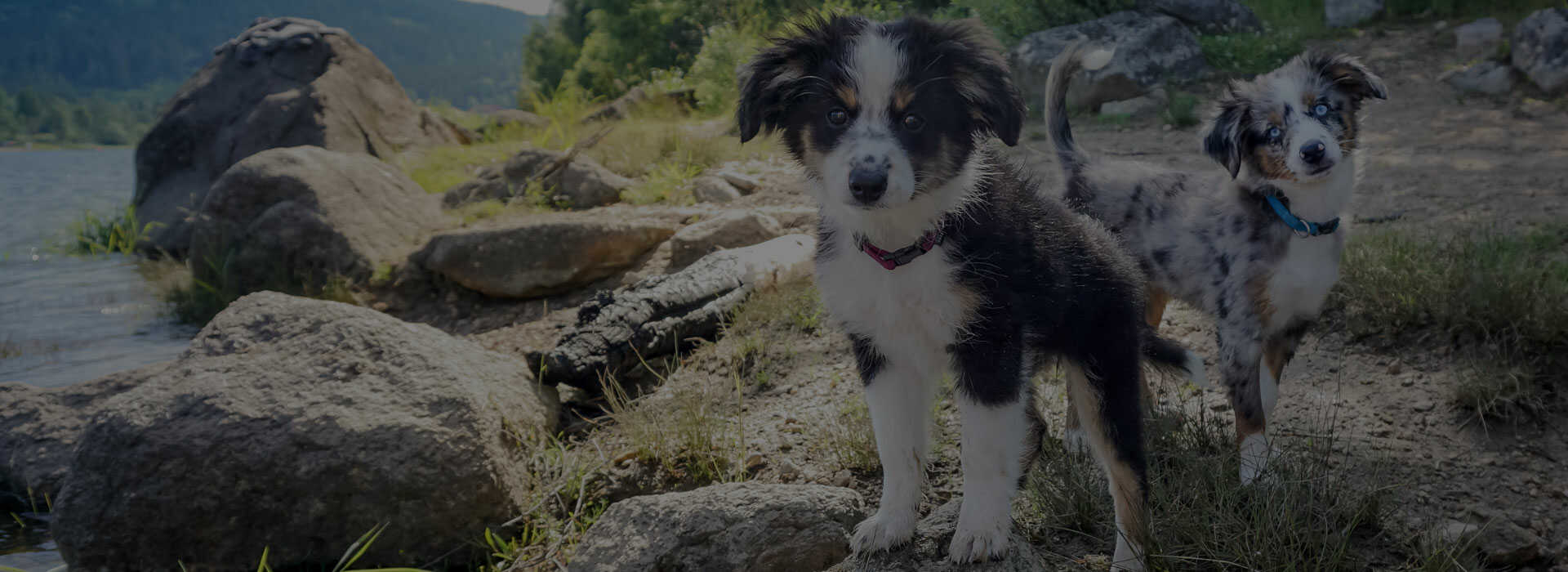 Veterinarian & Animal Hospital Bristol, NH Bristol Veterinary Hospital