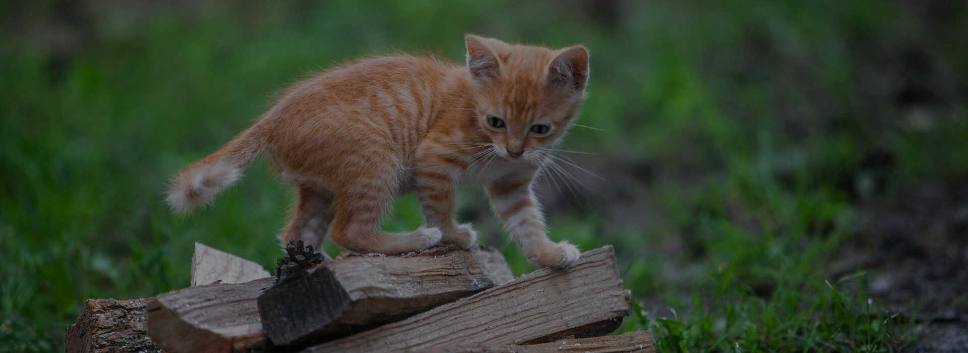 Veterinarian & Animal Hospital Bristol, NH Bristol Veterinary Hospital