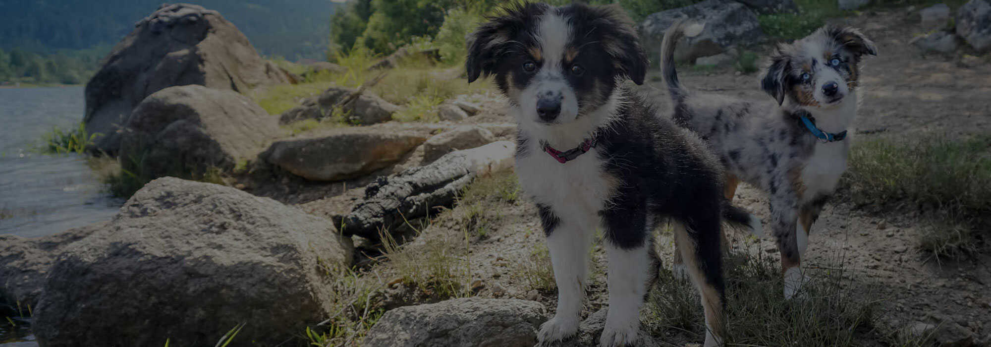 Veterinarian & Animal Hospital Bristol, NH Bristol Veterinary Hospital