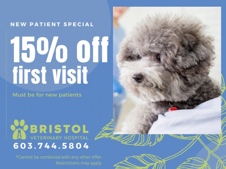 Veterinarian & Animal Hospital Bristol, NH Bristol Veterinary Hospital